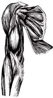 Mm. brachii