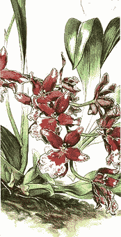 Botanik: Vuylstekeara Cambria